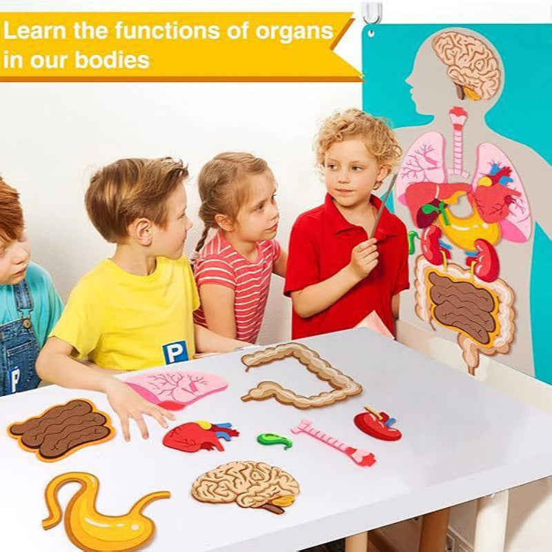 Portable Felt Body Parts and Organs Learning with Flash cards Life Skill Activities Learning