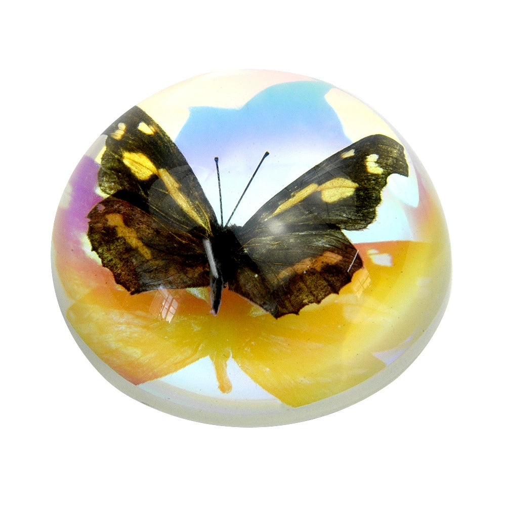 Butterfly Scorpion Spider Specimen Resin Hemisphere Domes Insects Bugs  Circular Blocks Science Toy