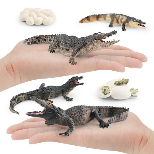 Crocodile Life Cycle Figurines Model Toy for Kindergarten SET of 4