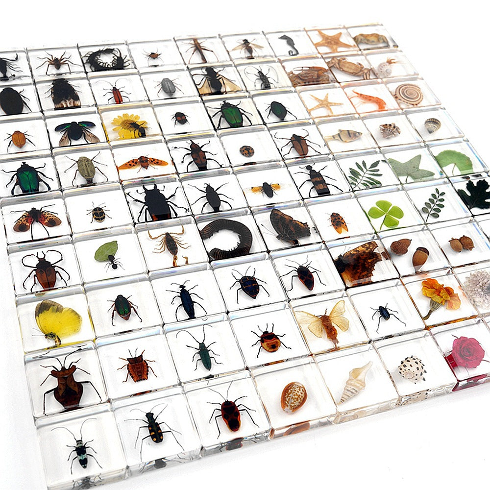 Animals Specimens Resin Blocks Bugs Butterfly Insect Fish Crab Specimens Toy - HAPPY GUMNUT