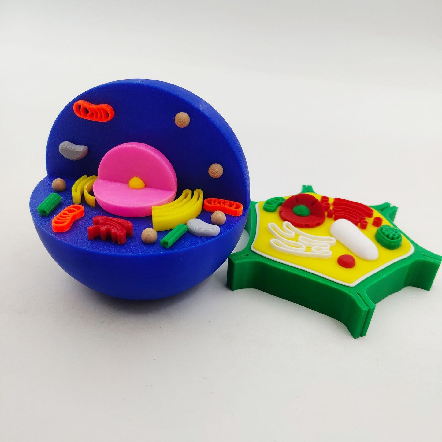 3D Print Animal Cell  and Plant Cell Models Kids STEM Educational Resources Toy