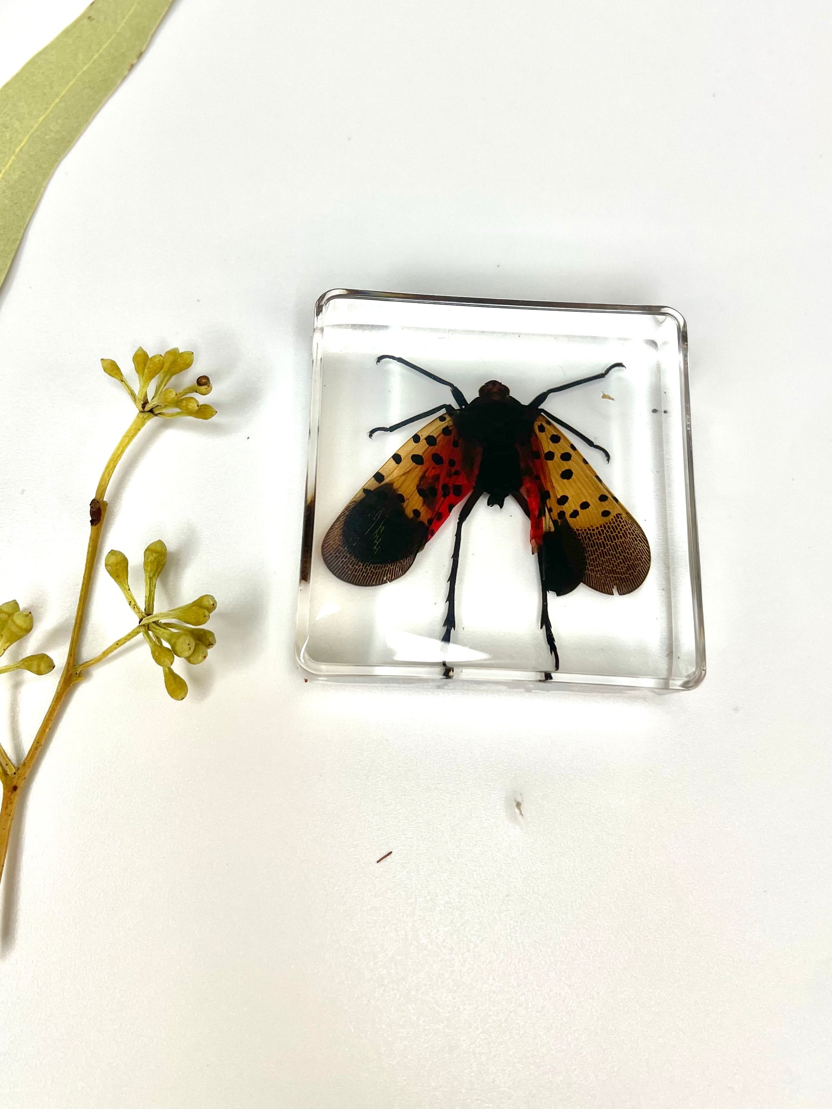 Animals Specimens Resin Epoxy Blocks Bugs Butterfly Insect Fish Crab S ...