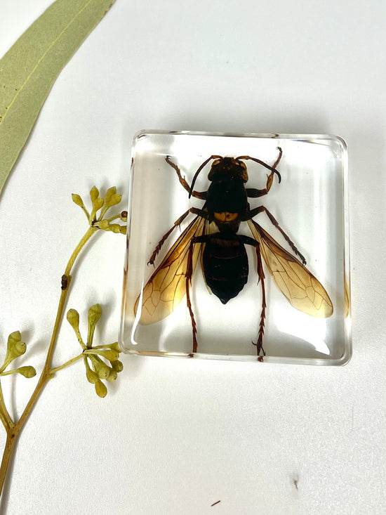 Animals Specimens Resin Epoxy Blocks Bugs Butterfly Insect Fish Crab S