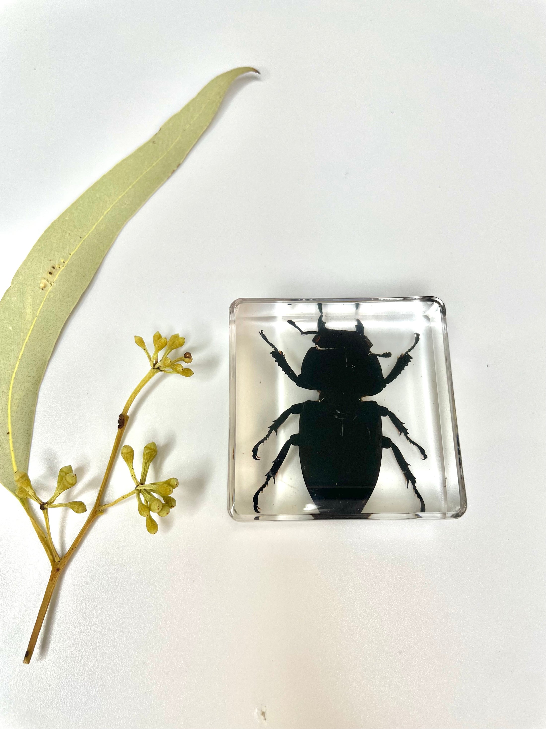 Animals Specimens Resin Epoxy Blocks Bugs Butterfly Insect Fish Crab S ...