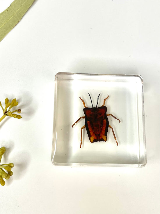 Animals Specimens Resin Epoxy Blocks Bugs Butterfly Insect Fish Crab S ...