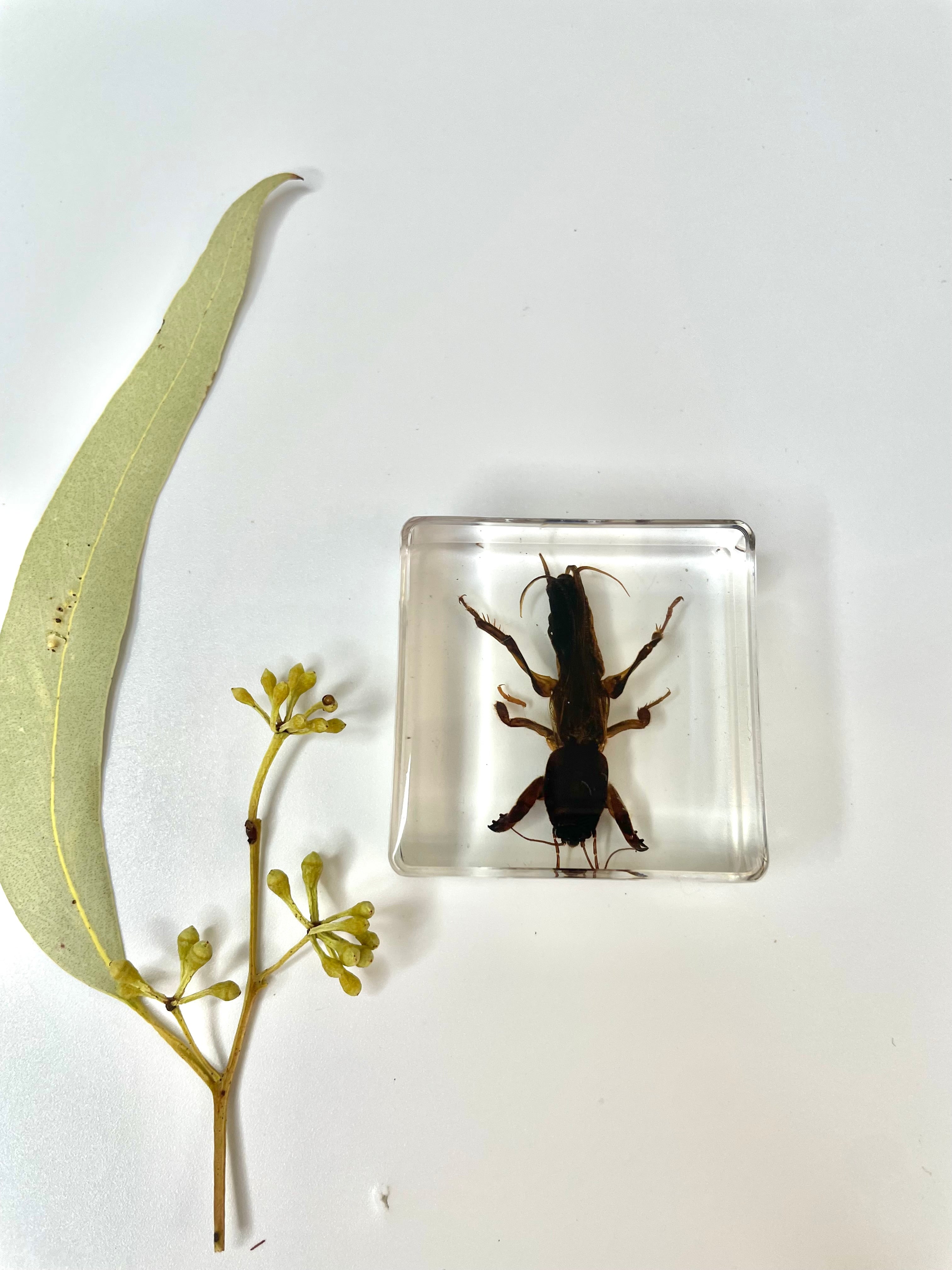 Block Animal Insect Crawling Animals Insects Bugs Resin Epoxy Blocks Specimens Toy – HAPPY ...