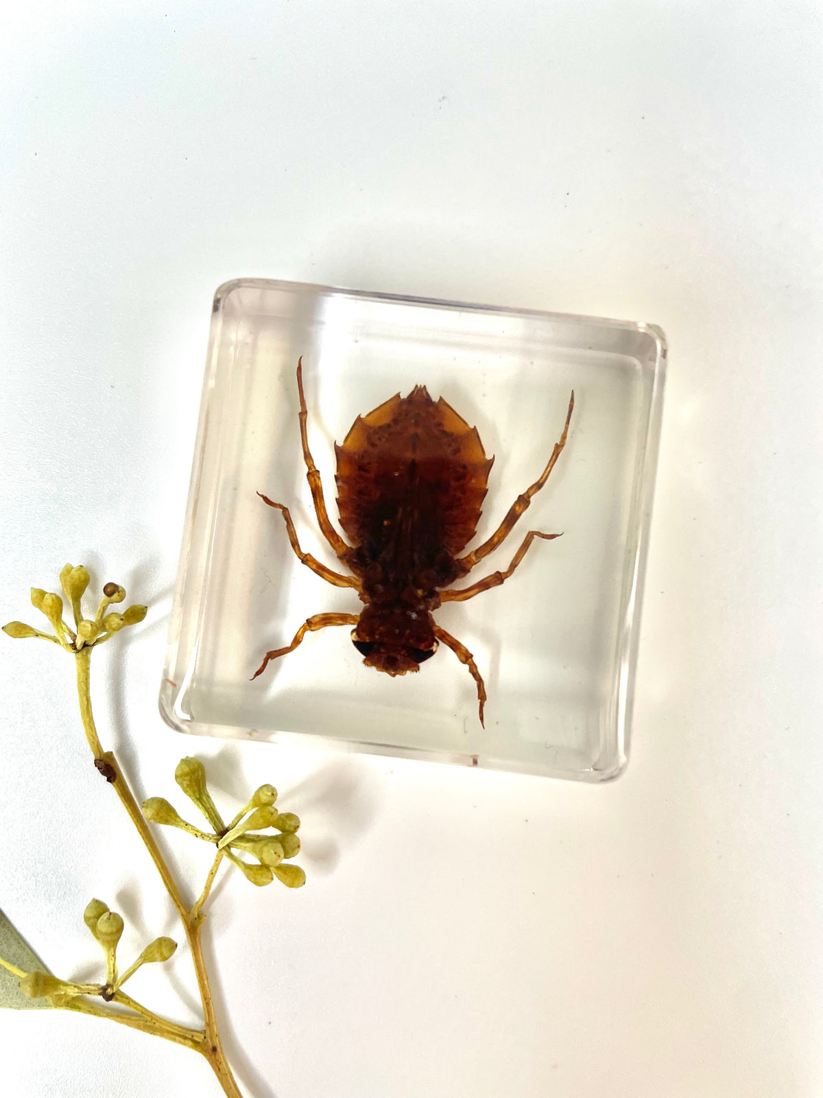 Crawling Animals Insects Bugs Resin Epoxy Blocks Specimens Toy – HAPPY ...