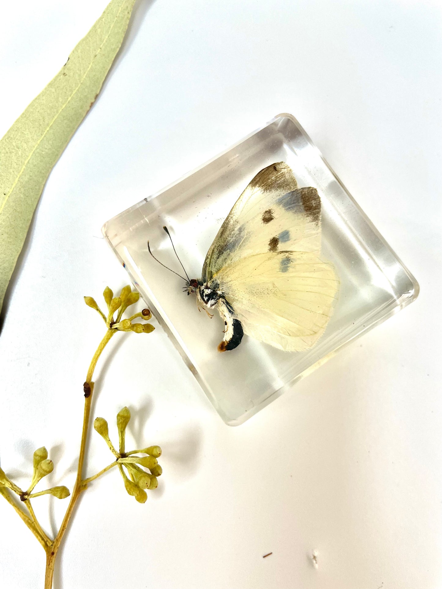 Animals Specimens Resin Blocks Bugs Butterfly Insect Fish Crab Specimens Toy - HAPPY GUMNUT