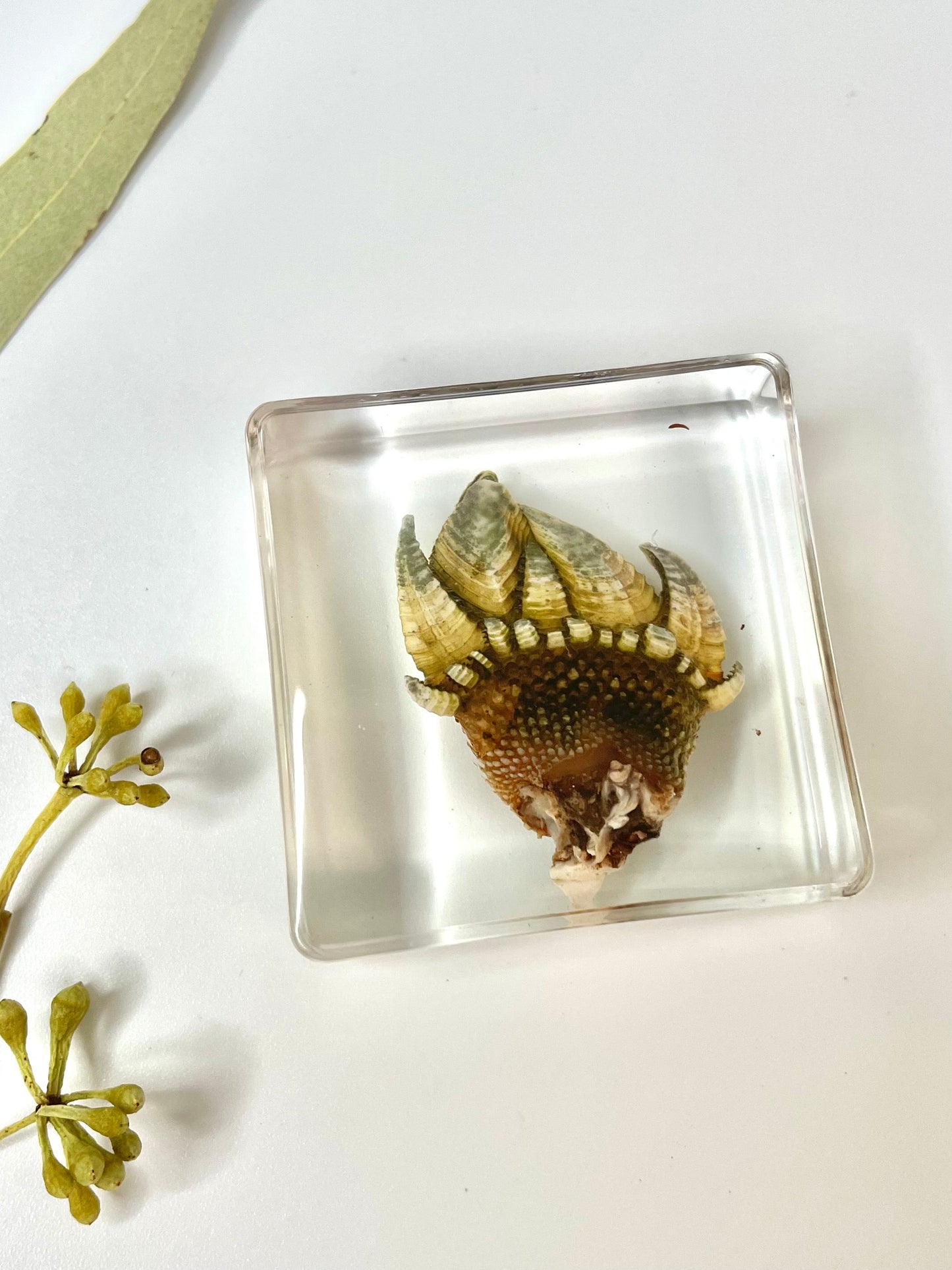 Animals Specimens Resin Blocks Bugs Butterfly Insect Fish Crab Specimens Toy - HAPPY GUMNUT