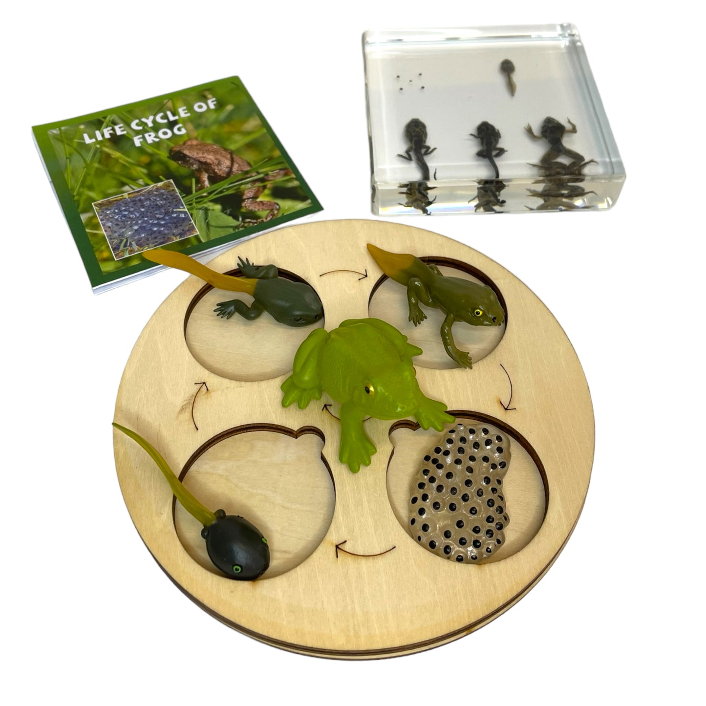 Butterfly Frog Plant Life Cycle Resin Epoxy Specimens Blocks for Kindergarten Stages of Seedling