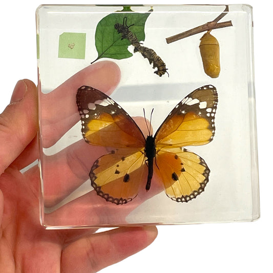 Butterfly Frog Plant Life Cycle Resin Epoxy Specimens Blocks for Kindergarten Stages of Seedling