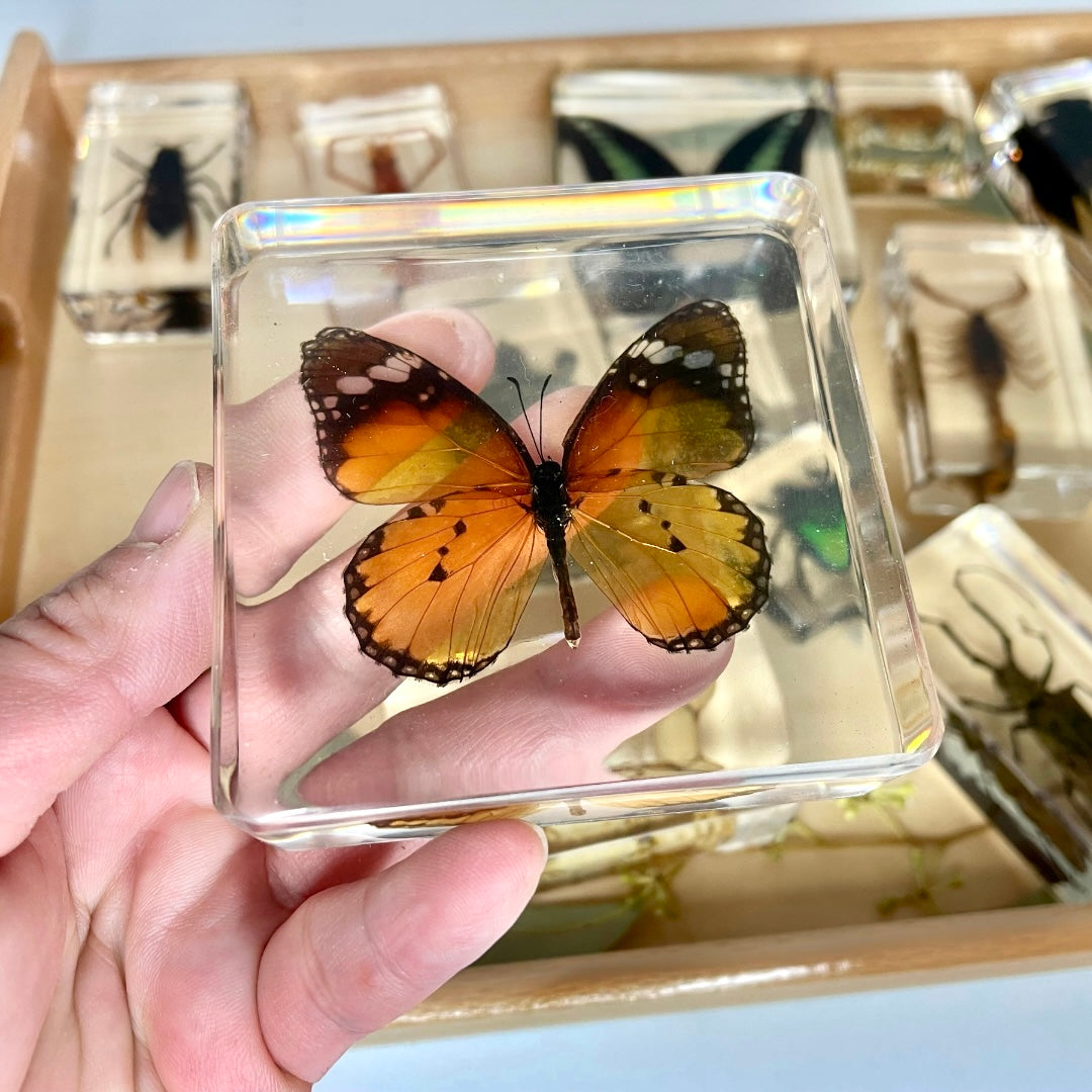 Large Resin Epoxy Animals Insect Specimens For Children Real Animals ...