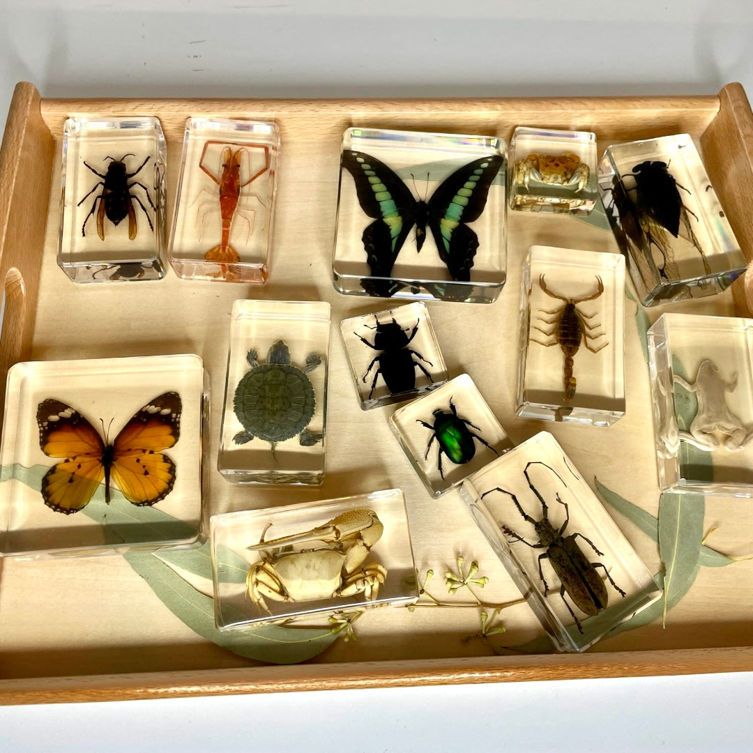Large Resin Epoxy Animals Insect Specimens For Children Real Animals ...