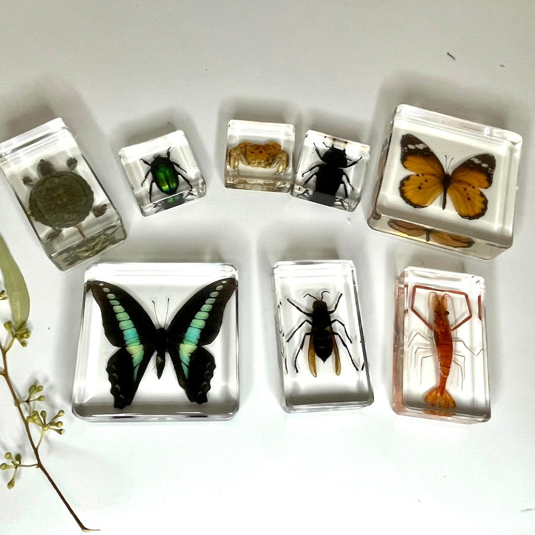 Real Large Animal Insect Butterfly Specimen in Resin Epoxy Educational ...