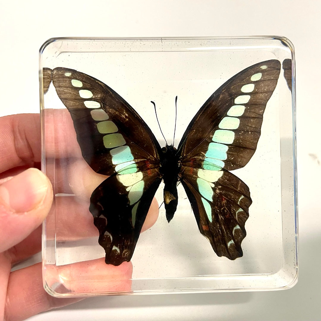 Large Resin Epoxy Animals Insect Specimens For Children Real Animals ...