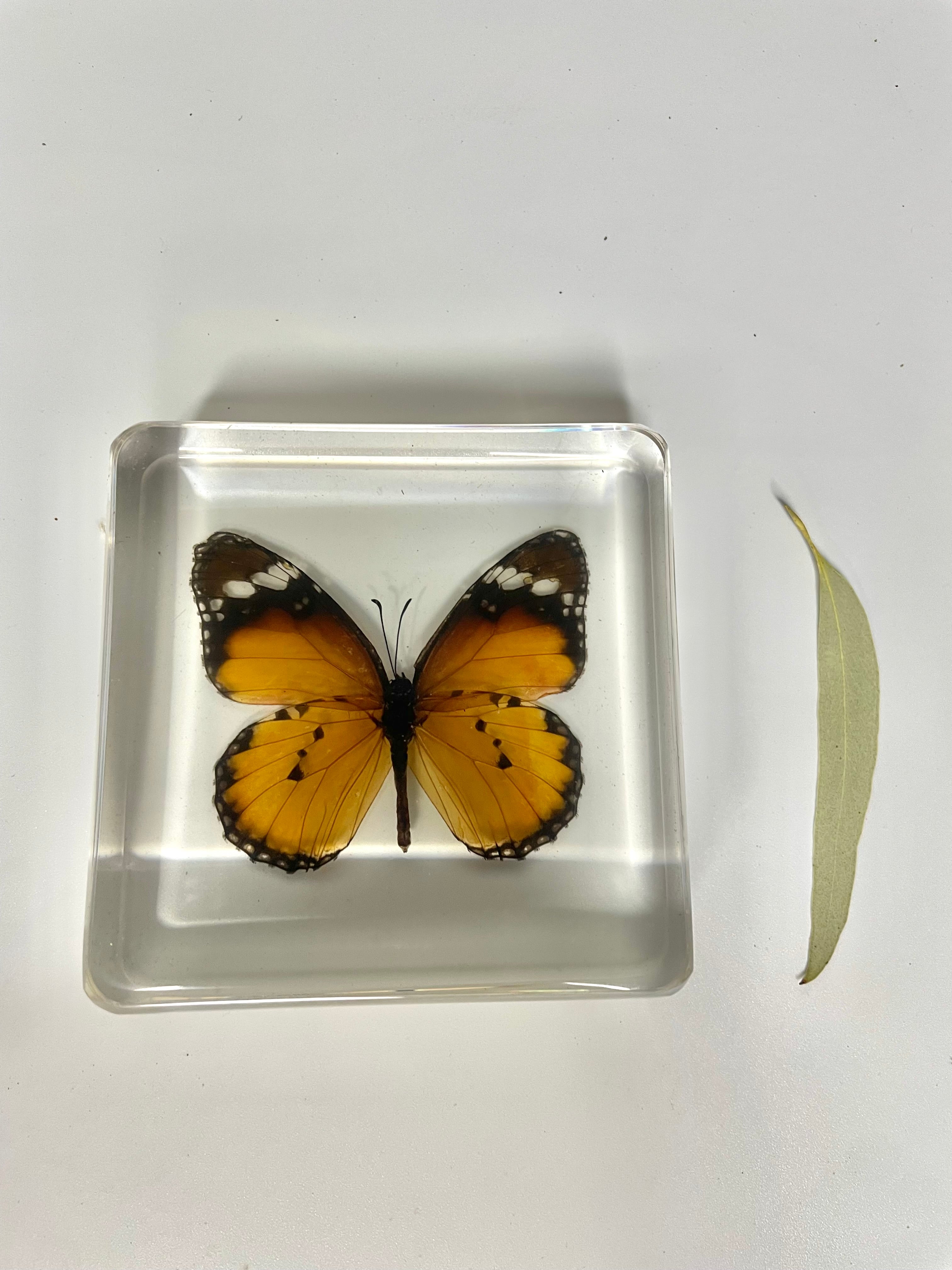 Real Large Animal Insect Butterfly Specimen in Resin Epoxy Educational ...