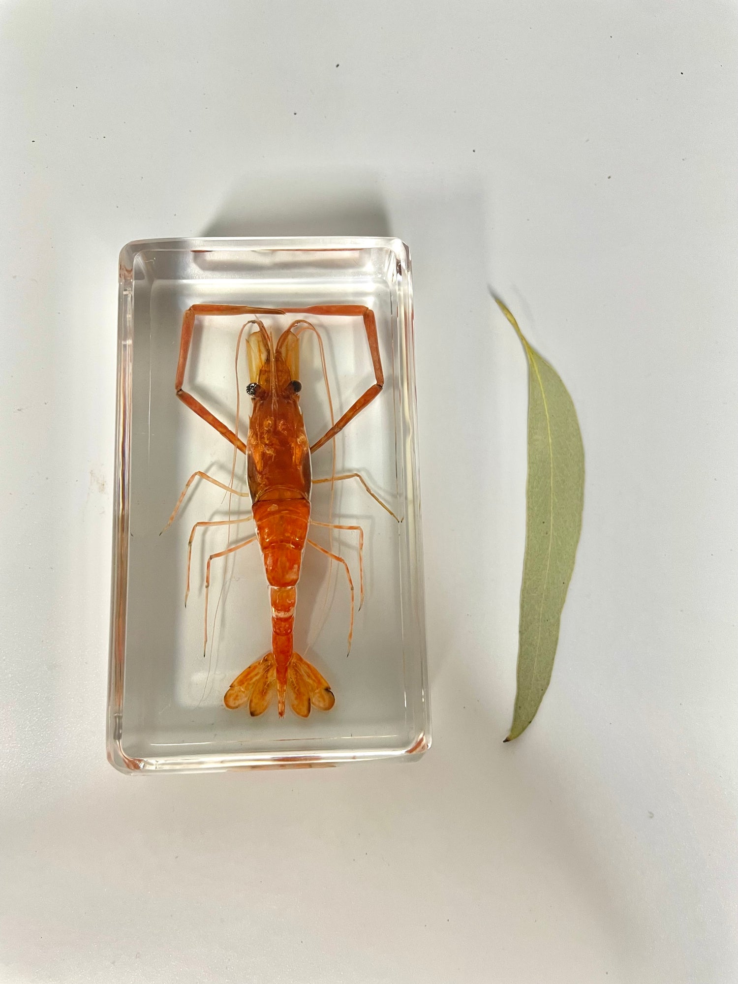 Large Resin Animals Insect Specimens  For Children Real Animals! Montessori Kids Educational Materials - HAPPY GUMNUT
