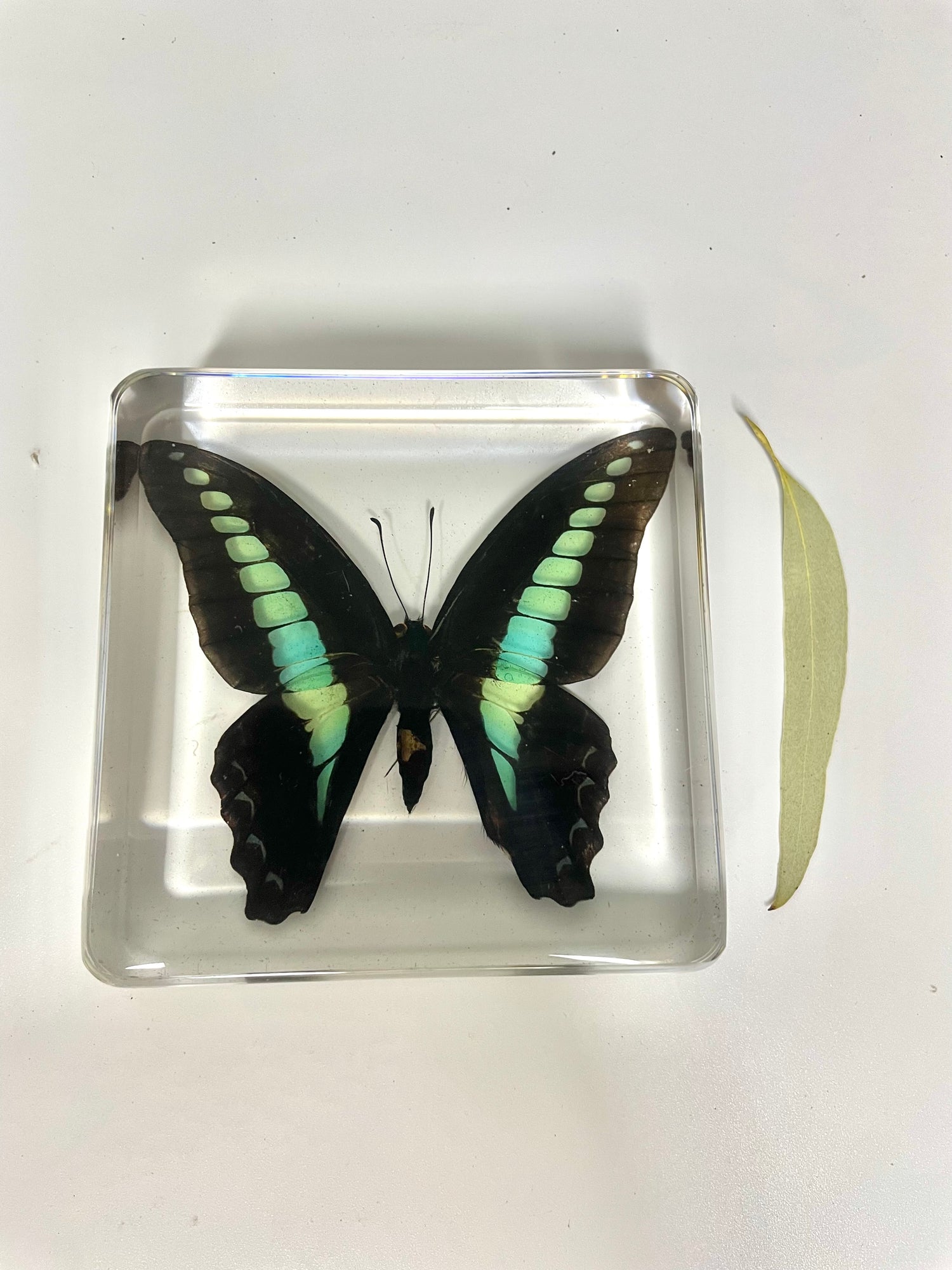 Large Resin Animals Insect Specimens  For Children Real Animals! Montessori Kids Educational Materials - HAPPY GUMNUT