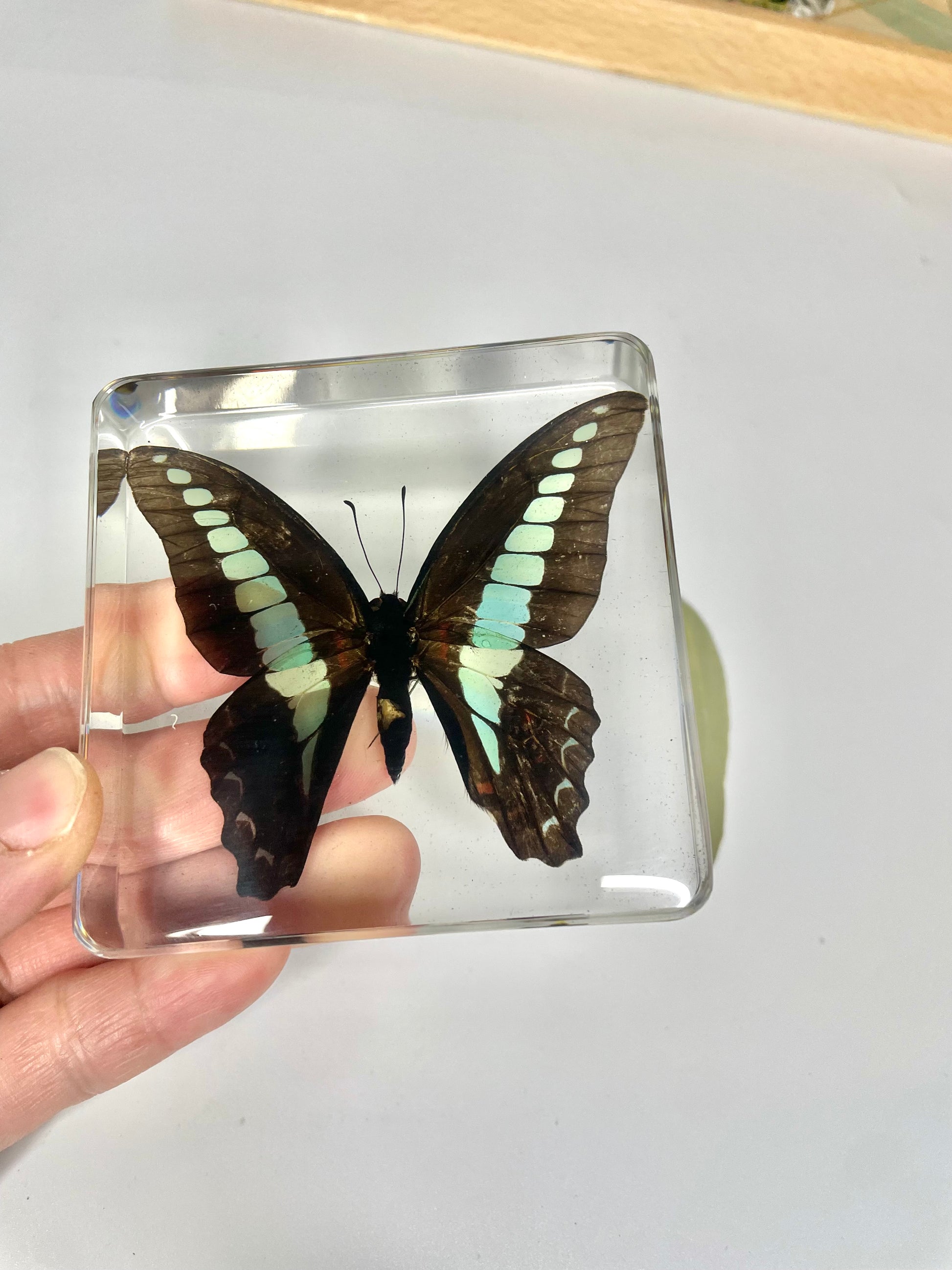 3 Butterflies Resin Bundle Monarch Bluebottle Butterfly Specimen Educational Set B - HAPPY GUMNUT