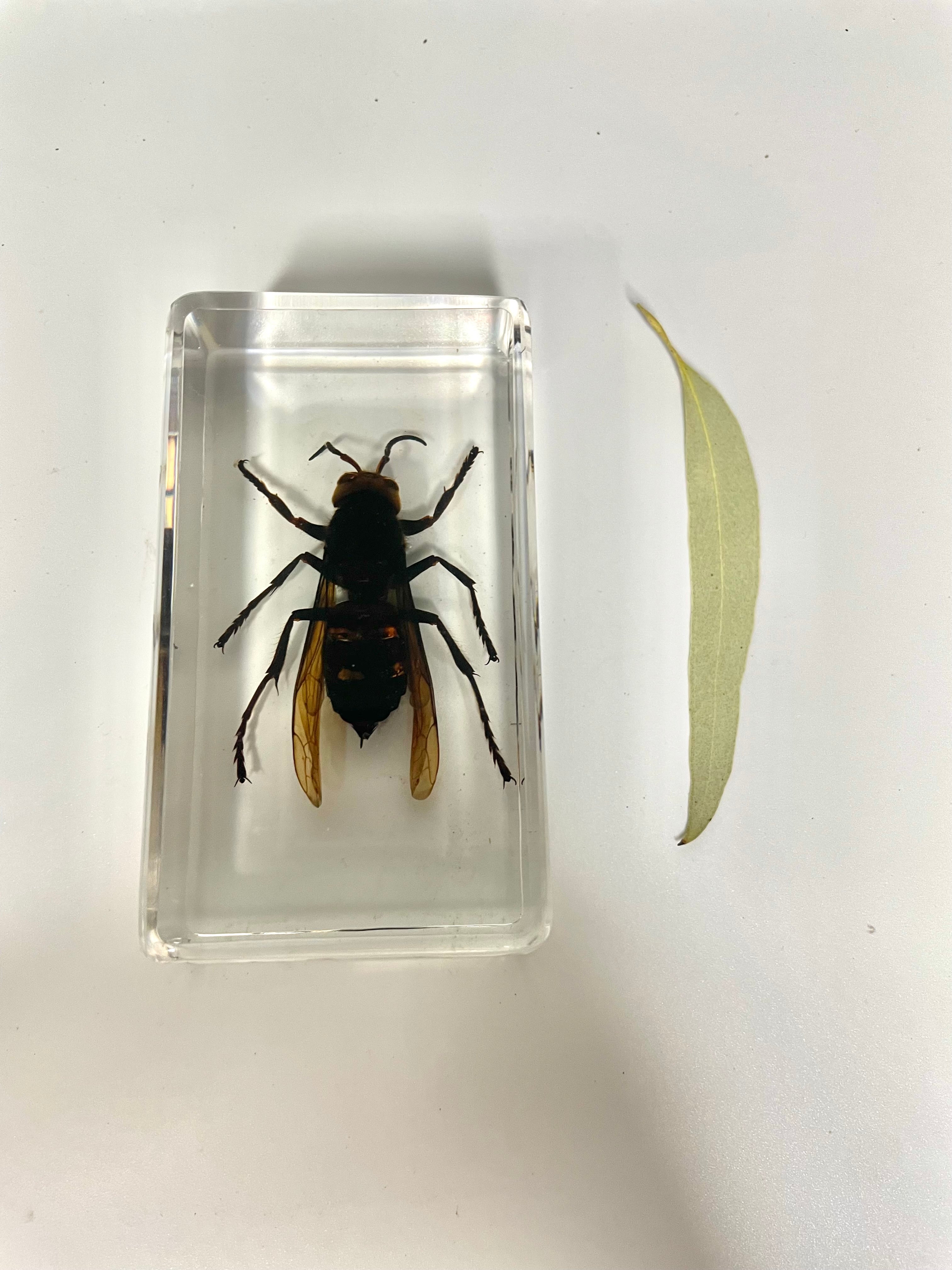 Real Large Animal Insect Butterfly Specimen in Resin Epoxy Educational ...