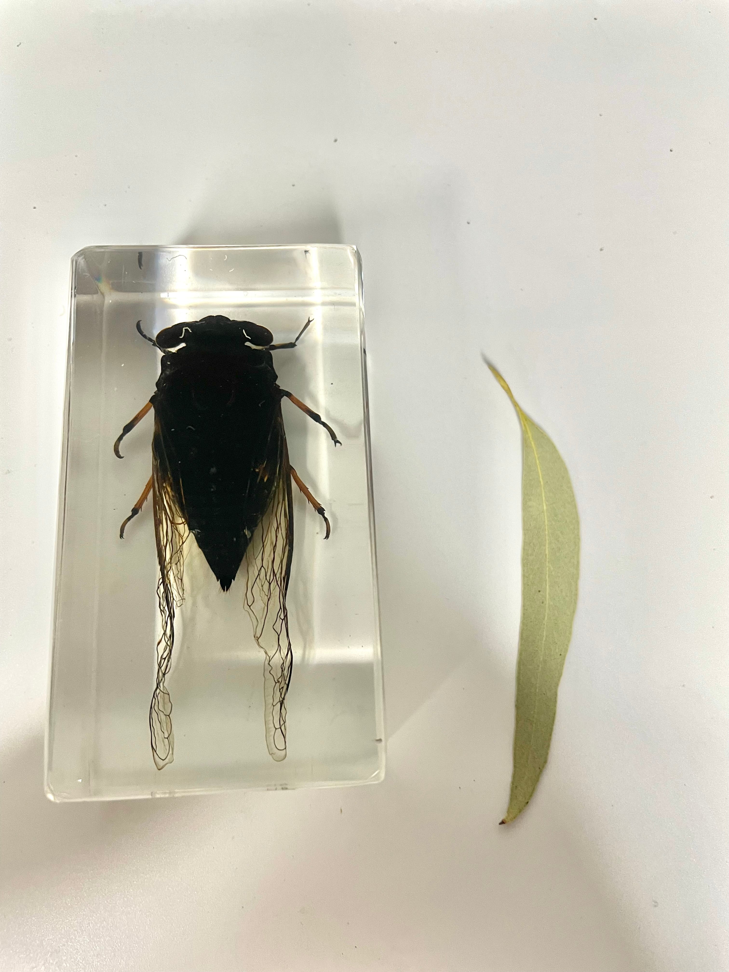 Real Large Animal Insect Butterfly Specimen in Resin Epoxy Educational ...