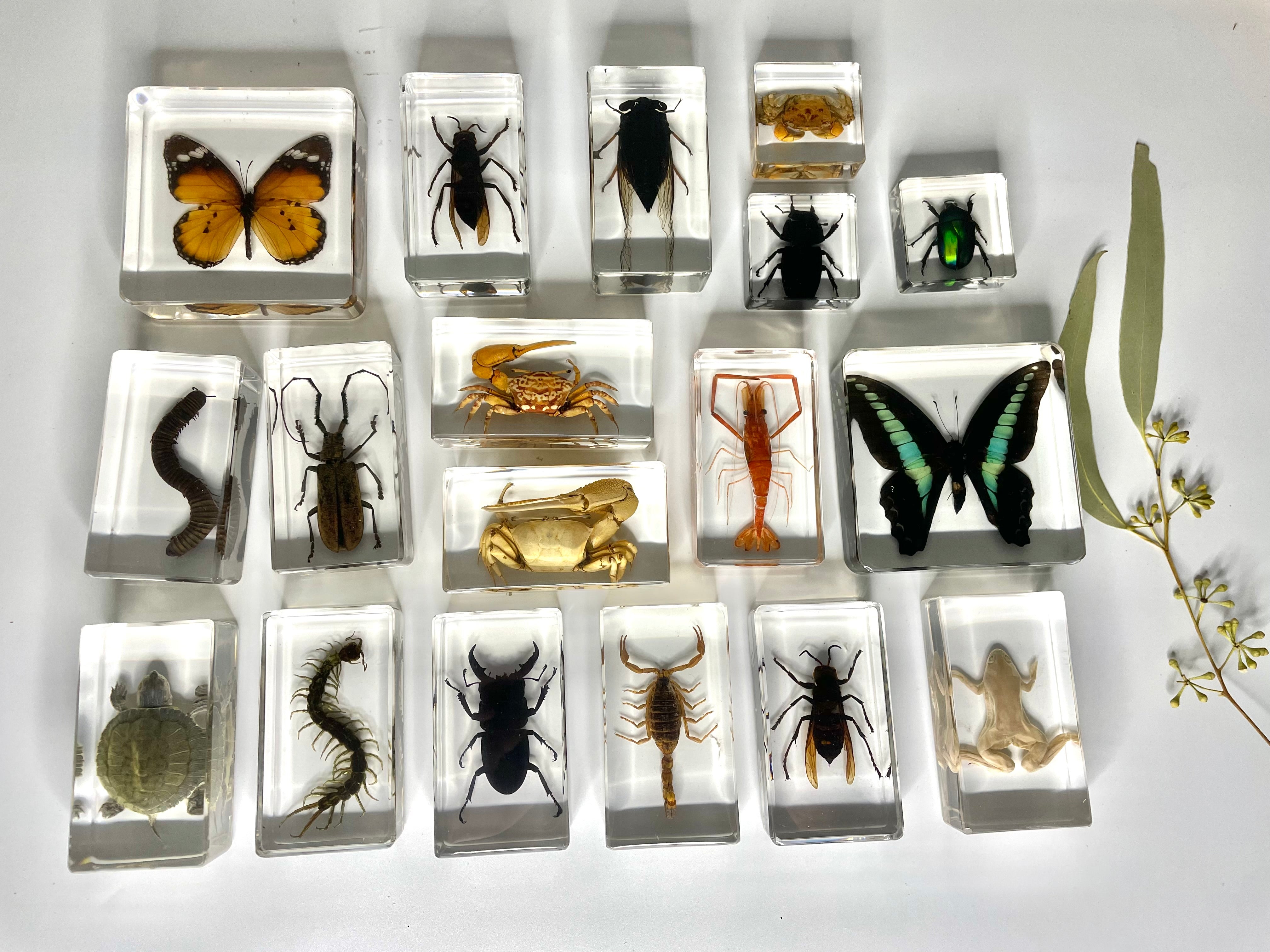 Large Resin Epoxy Animals Insect Specimens For Children Real Animals ...