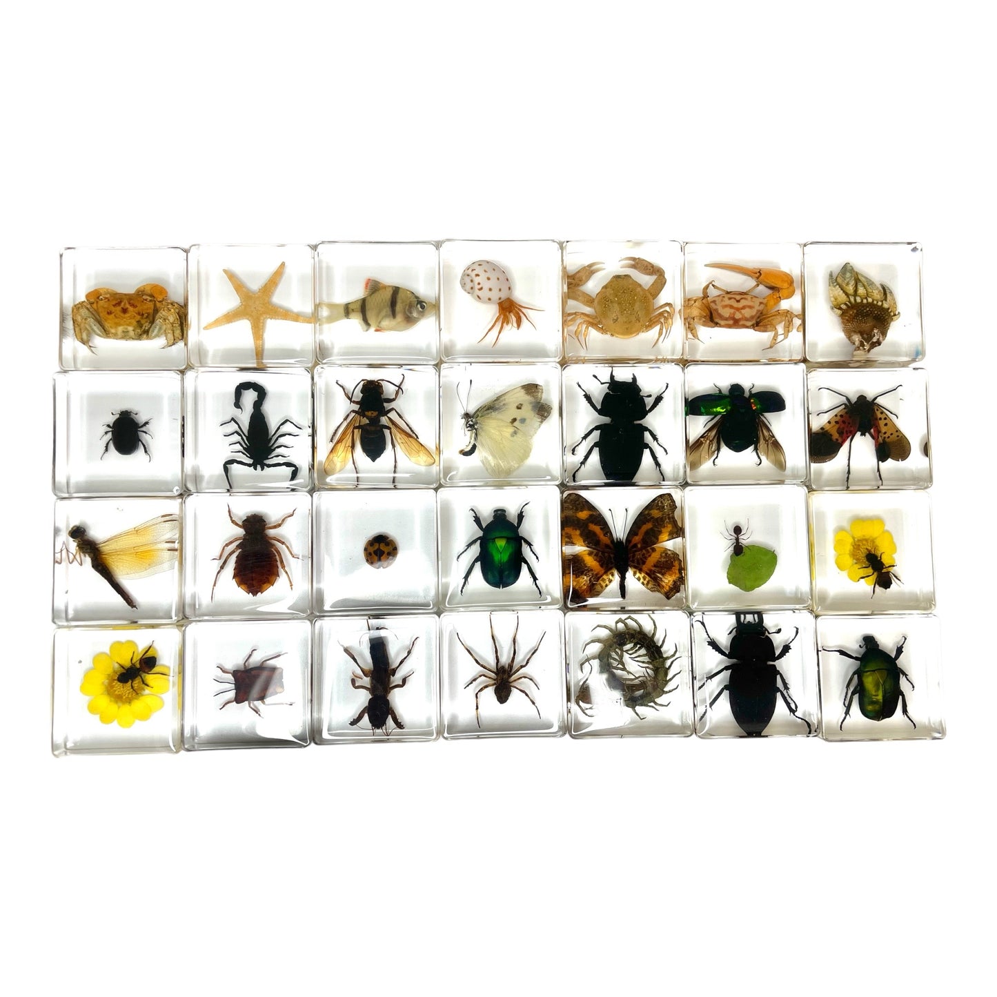 Animals Specimens Resin Blocks Bugs Butterfly Insect Fish Crab Specimens Toy - HAPPY GUMNUT