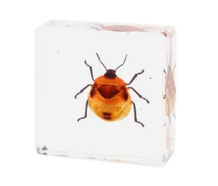 Animals Specimens Resin Epoxy Blocks Bugs Butterfly Insect Fish Crab Specimens Toy