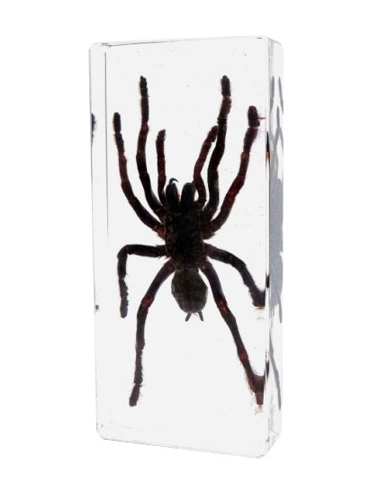 Jumbo Insect Animal Spider Scorpion Tarantula Beetle Butterfly Turtle ...