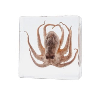 Jumbo Insect Animal Spider Scorpion Tarantula Beetle Butterfly Turtle ...