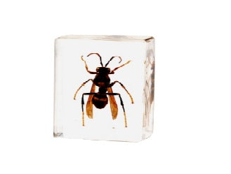 Animals Specimens Resin Epoxy Blocks Bugs Butterfly Insect Fish Crab Specimens Toy
