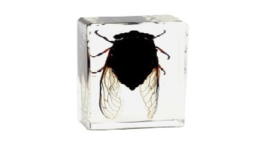 Animals Specimens Resin Epoxy Blocks Bugs Butterfly Insect Fish Crab Specimens Toy