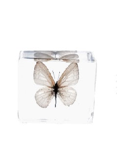 Animals Specimens Resin Epoxy Blocks Bugs Butterfly Insect Fish Crab Specimens Toy