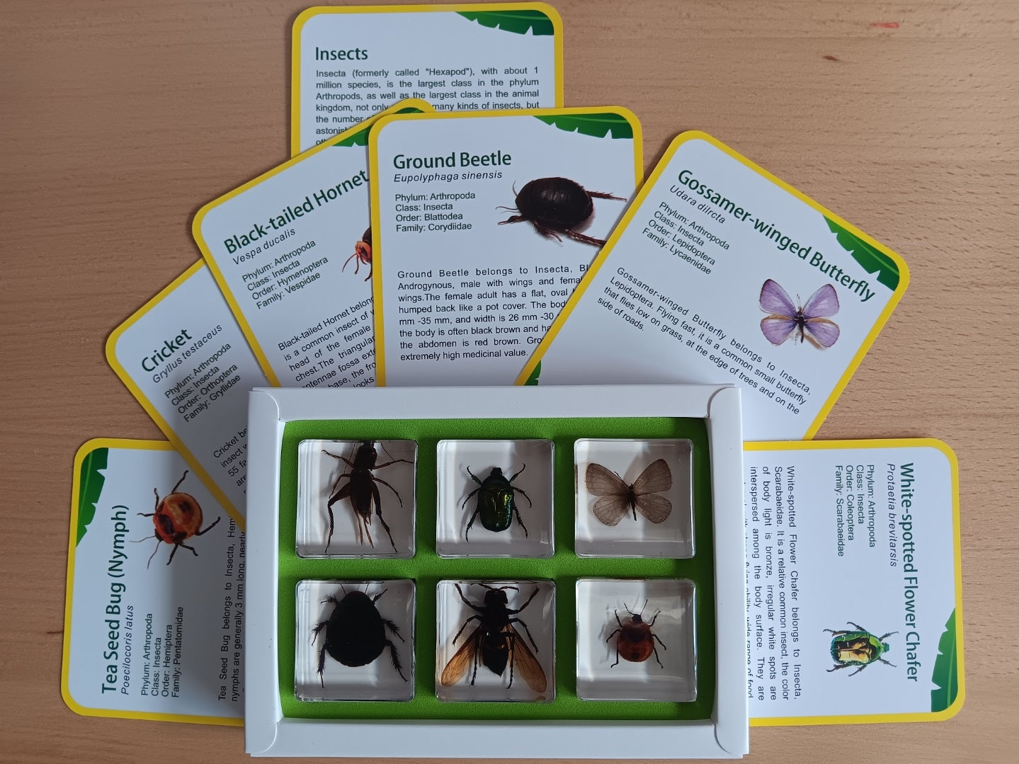 Insect Items Insecta Insects Bugs Animals Resin Epoxy Specimens Gift Set For ...