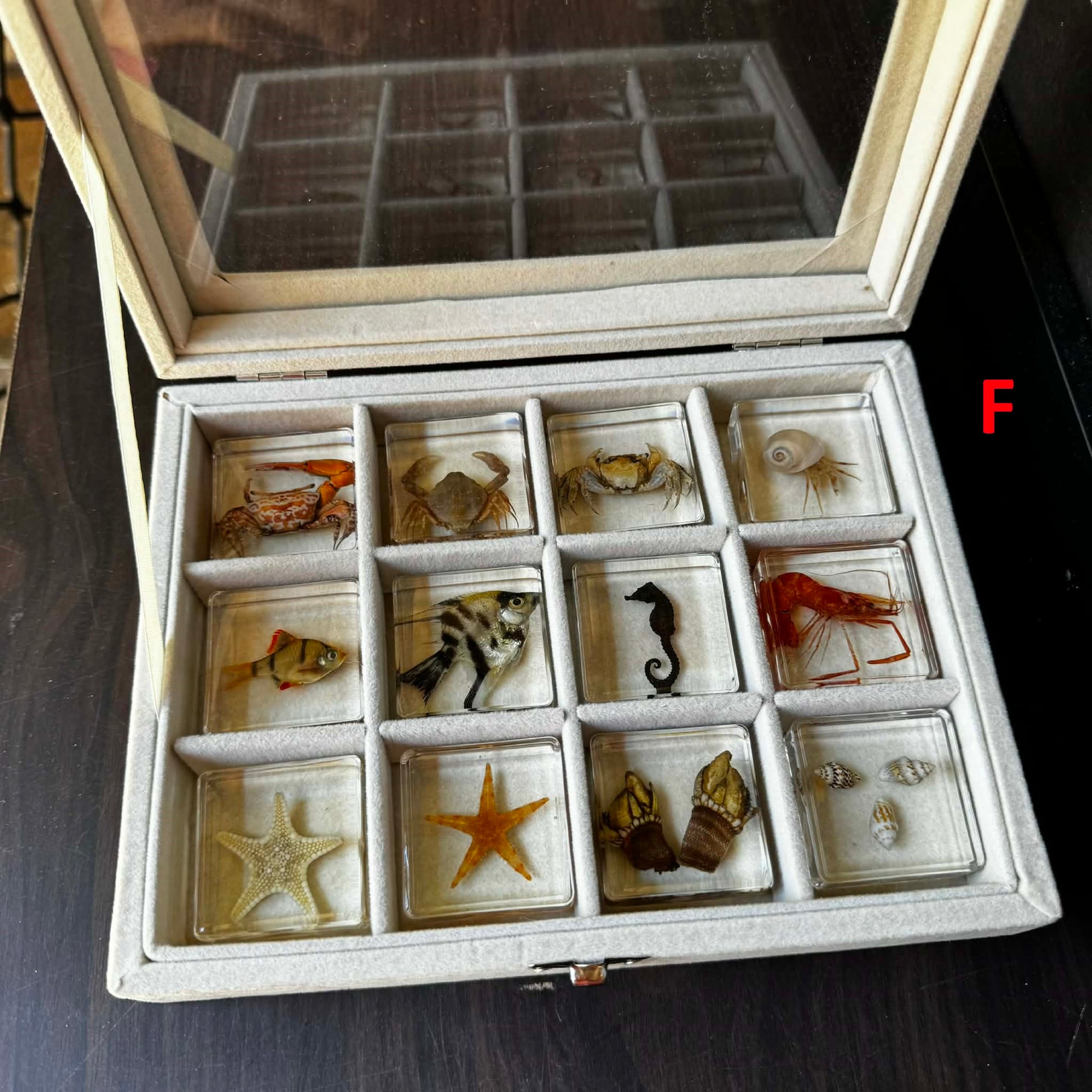 12 Animal Specimen Resin Epoxy Gift Set - HAPPY GUMNUT