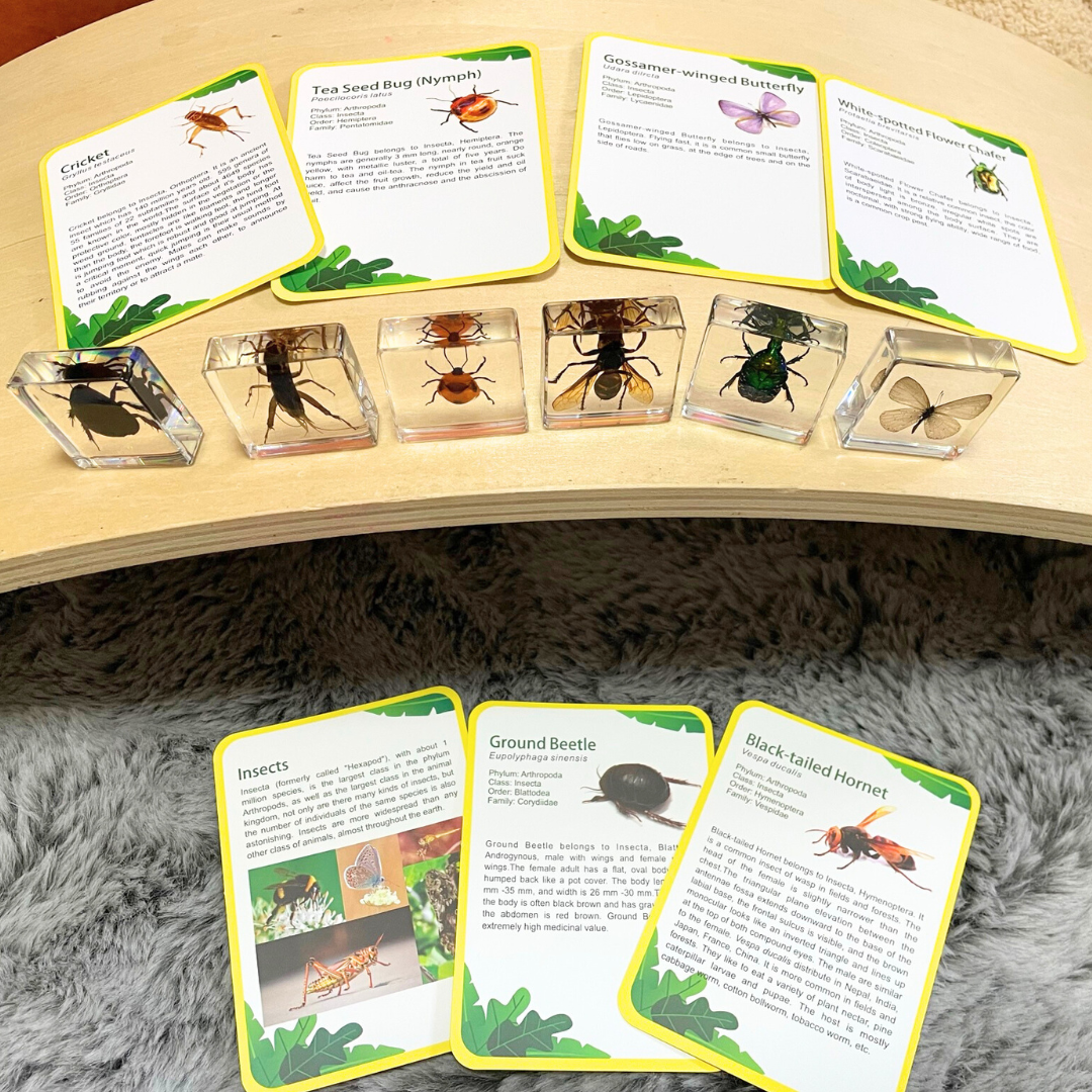 Insects Bugs Animals Resin Epoxy Specimens Gift Set of 6