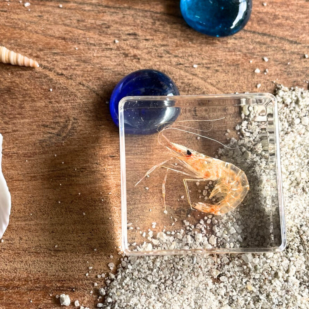 Marine Animal Crab Turtle Octopus Resin Epoxy Specimen Block – HAPPY GUMNUT