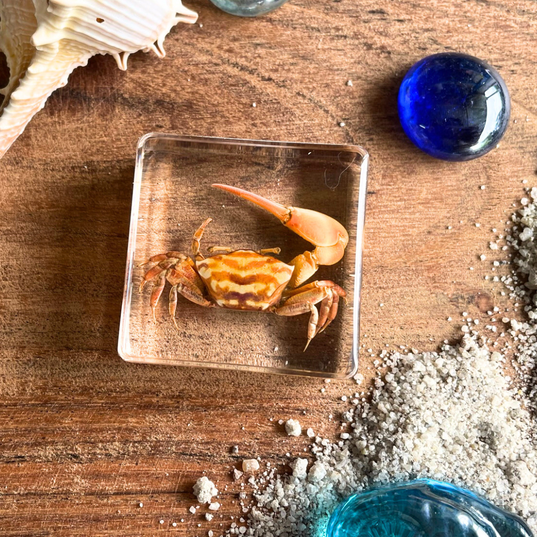 Sample Resin Fish 10 Marine Life Sea Animals Specimens in Resin Epoxy Gift Pack – HAPPY ...