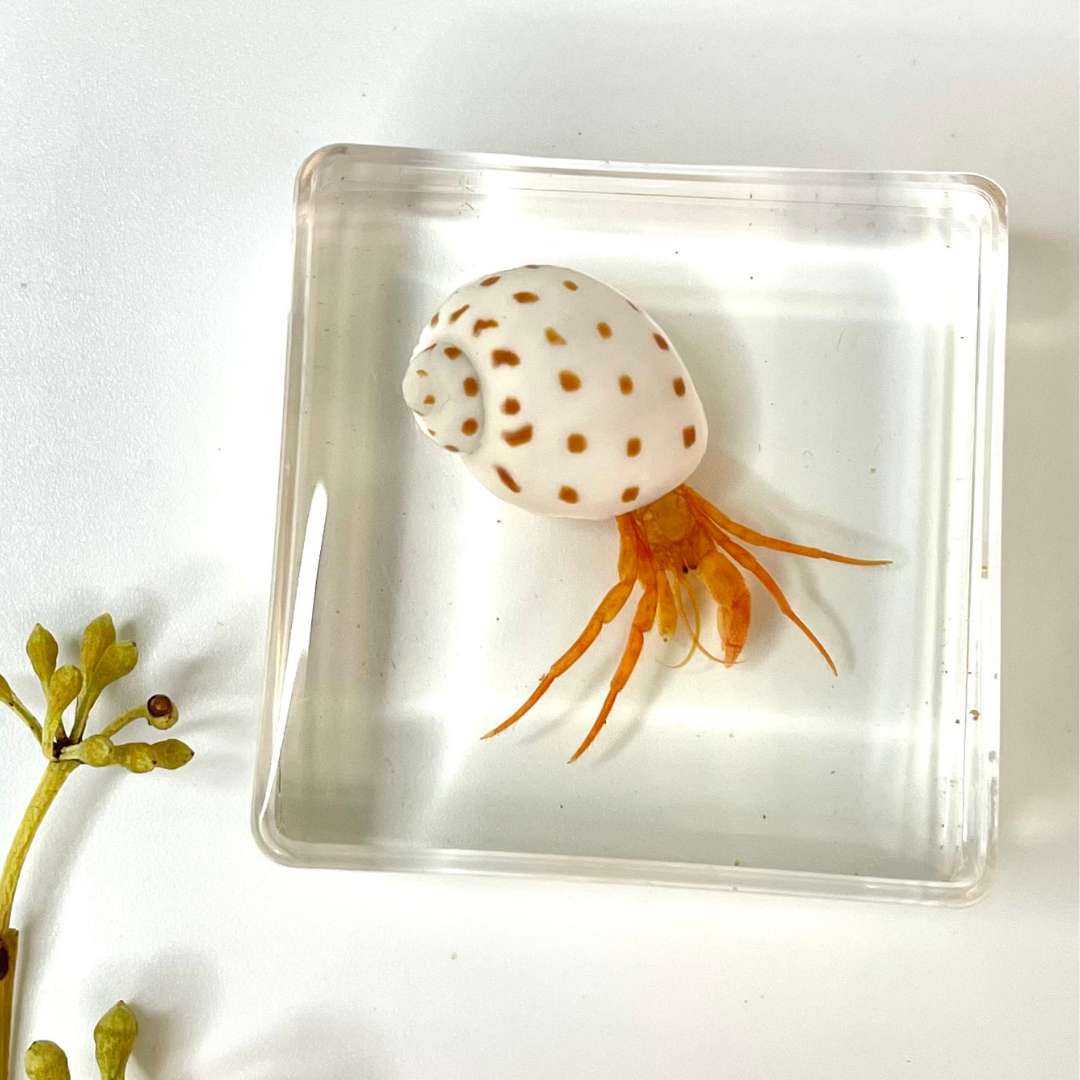 Marine Animal Crab Turtle Octopus Resin Epoxy Specimen Block – HAPPY GUMNUT