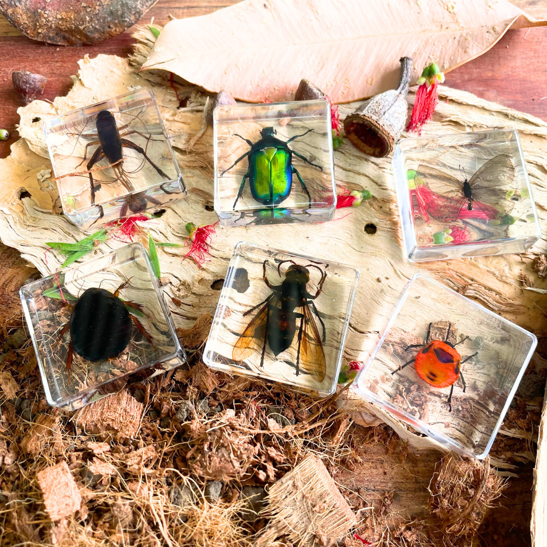 Block Animal Insect Crawling Animals Insects Bugs Resin Epoxy Blocks Specimens Toy – HAPPY ...