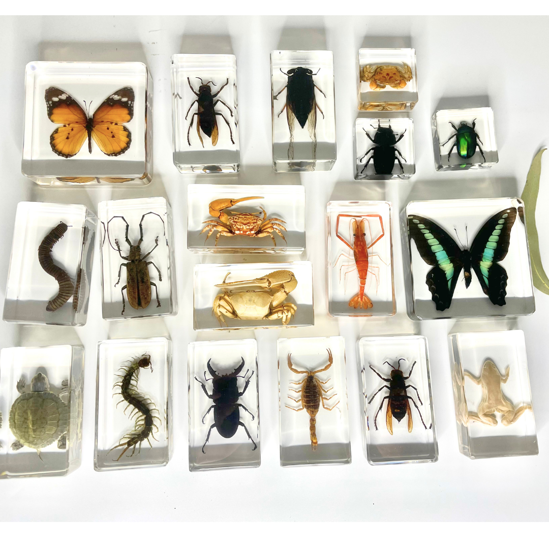 Real Large Animal Insect Butterfly Specimen in Resin Epoxy Educational ...