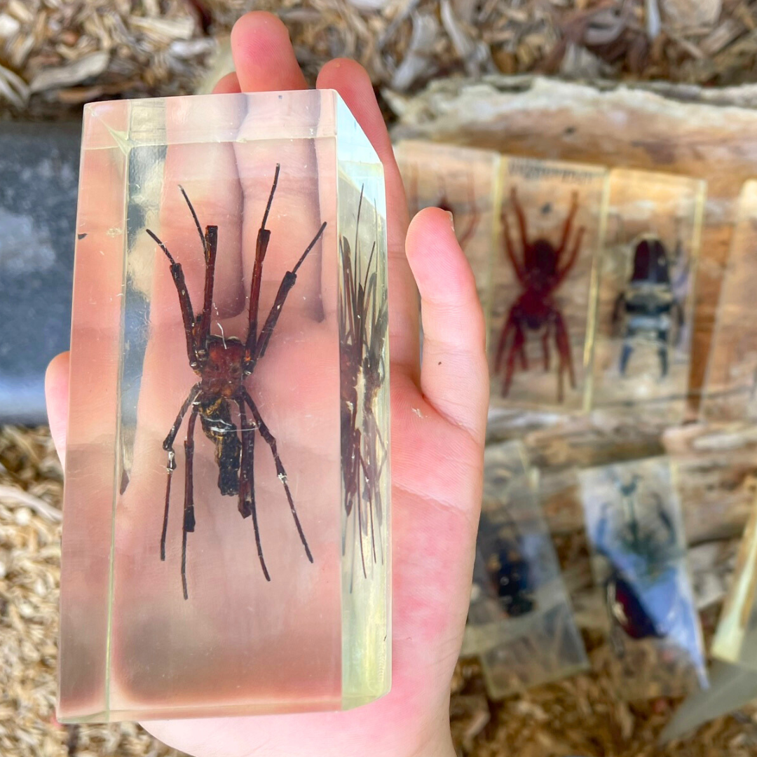 Jumbo Insect Specimen Resin (factory second ) Bug Scorpion Spider Cicada Stag Beetle Giant Water Bug