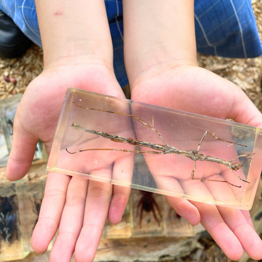 Jumbo Insect Specimen Resin (factory second ) Bug Scorpion Spider Cicada Stag Beetle Giant Water Bug