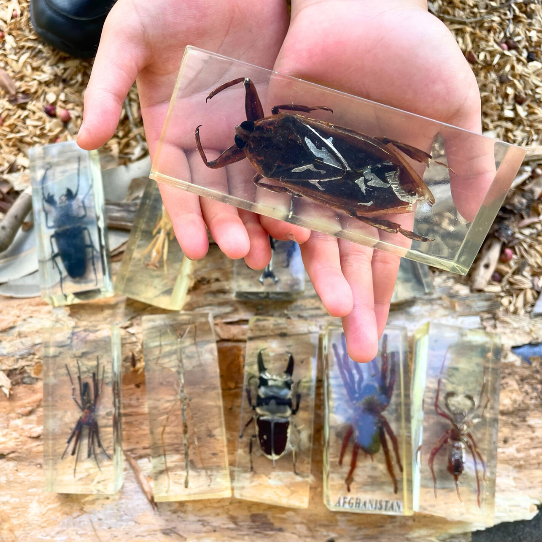 Jumbo Insect Specimen Resin (factory second ) Bug Scorpion Spider Cicada Stag Beetle Giant Water Bug