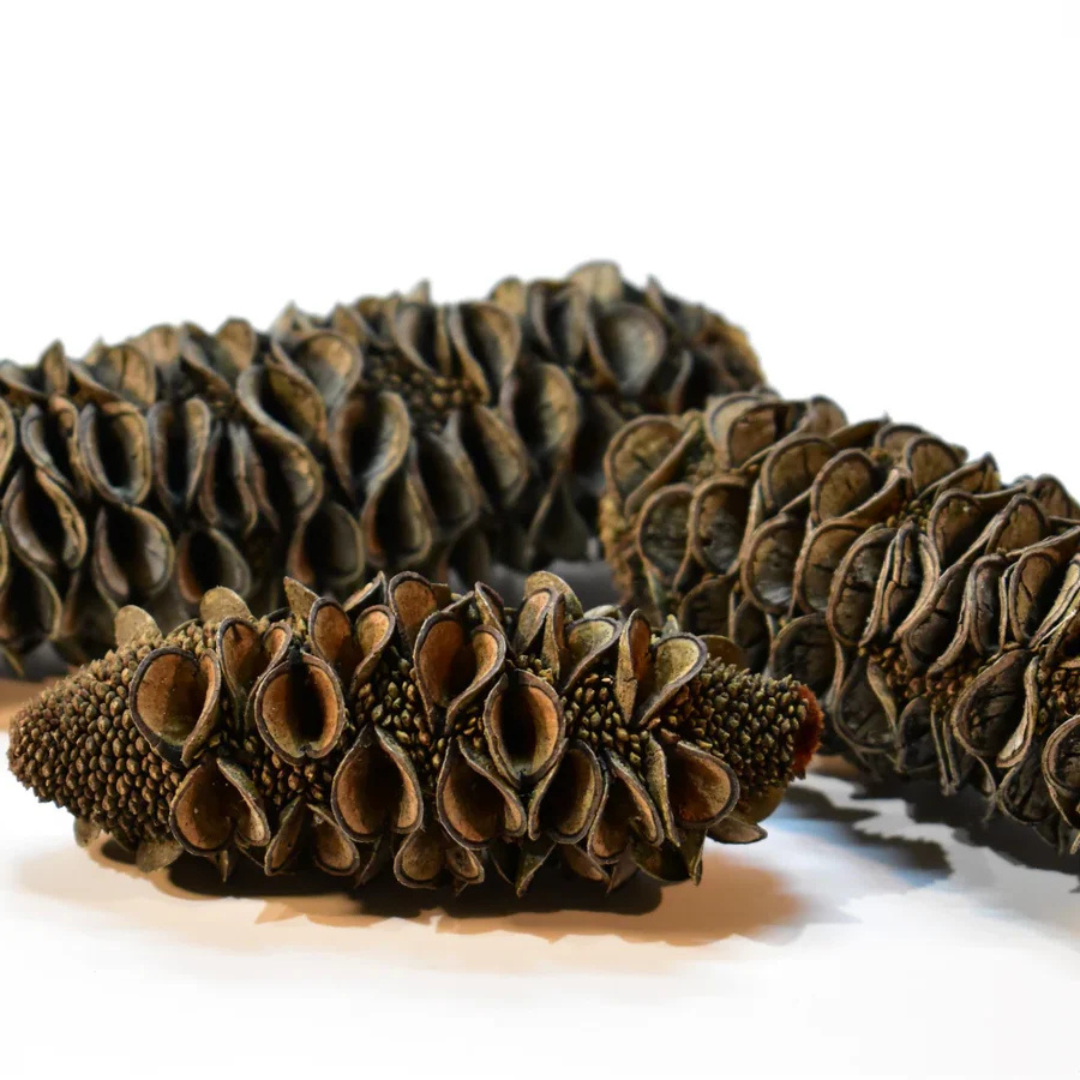 Australian Seed Pod Collection - Natural Loose Parts Montessori & Childcare Resource banksia, gumnut, seeds, Pine corns for Loose part Play - HAPPY GUMNUT