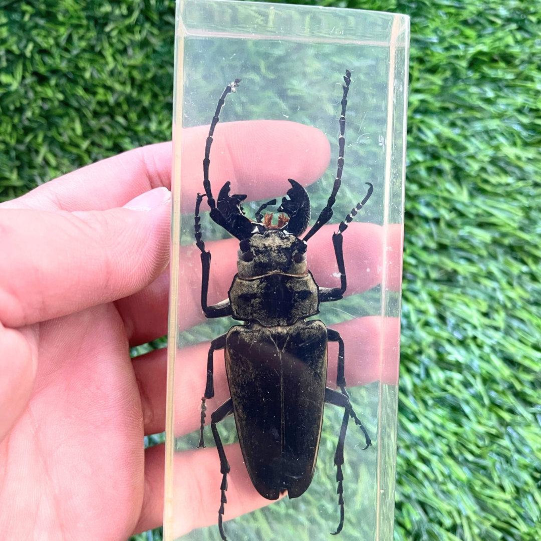 Jumbo Insect Specimen (factory second ) Bug Scorpion Spider Cicada Sta ...
