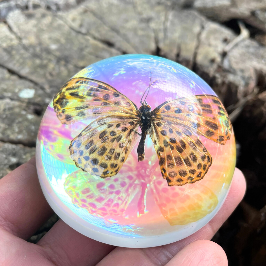Butterfly Scorpion Spider Specimen Resin Hemisphere Domes Insects Bugs  Circular Blocks Science Toy