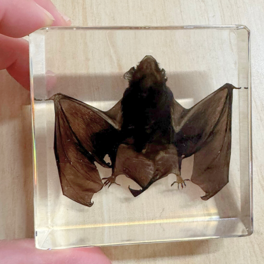 Real Bat Specimen Embedded in Resin Block