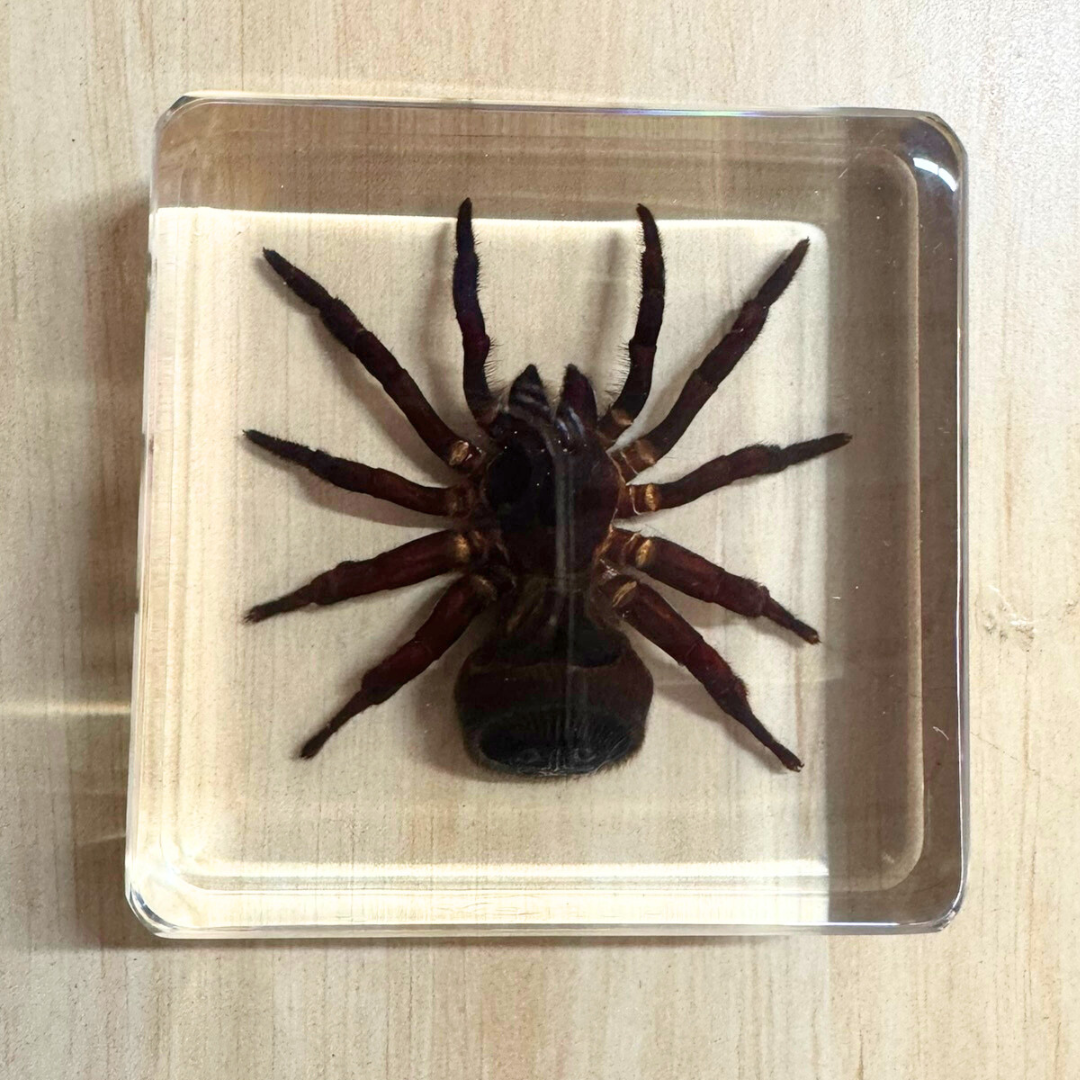 Jumbo Insect Animal Spider Scorpion Tarantula Beetle Butterfly Turtle Octopus Resin Epoxy Specimen Block