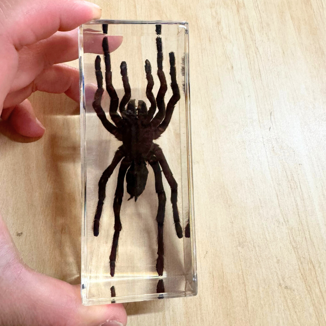 Real Tarantula Spider Specimen  embedded in Epoxy Resin Block